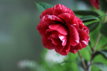 camellias 'red Leaf bella'