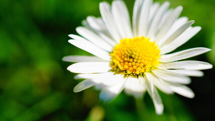 Selective focus shot of a white Daisy flower