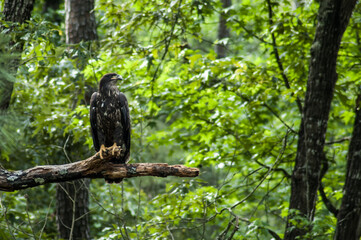 Young Bald Eagle on Tree Limb