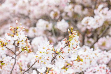 View of the sakura cherry blossoms in full bloom, Shakujii River, Tokyo, Japan