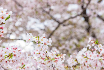 View of the sakura cherry blossoms in full bloom, Shakujii River, Tokyo, Japan