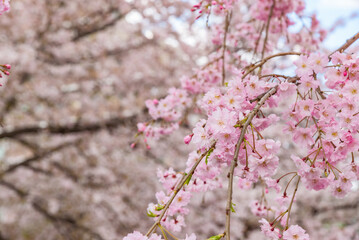 View of the sakura cherry blossoms in full bloom, Shakujii River, Tokyo, Japan