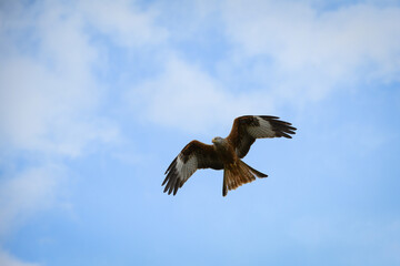 Scenic view of a red kite flying in the cloudy sky in Rhayader, Wales