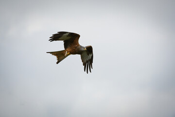 Fototapeta na wymiar Scenic view of a red kite flying in the cloudy sky in Rhayader, Wales
