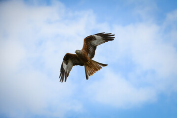 Obraz premium Scenic view of a red kite flying in the cloudy sky in Rhayader, Wales