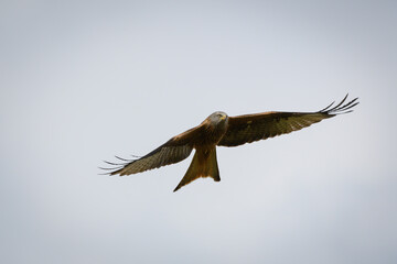 Scenic view of a red kite flying in the cloudy sky in Rhayader, Wales