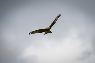 Fototapeta premium Scenic view of a red kite flying in the cloudy sky in Rhayader, Wales
