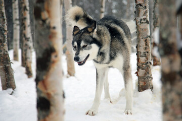 Alsakian Husky