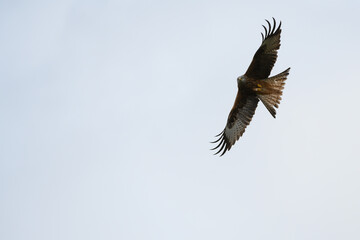 Scenic view of a red kite flying in the cloudy sky in Rhayader, Wales