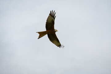 Obraz premium Closeup of a red kite flying high up in a blue sky with their wings wide open
