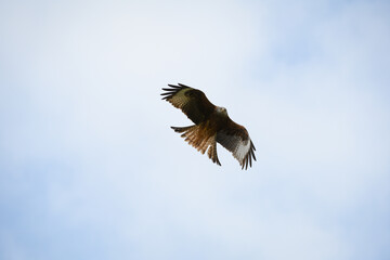 Closeup of a red kite flying high up in a blue sky with their wings wide open
