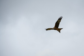 Closeup of a red kite flying high up in a blue sky with their wings wide open