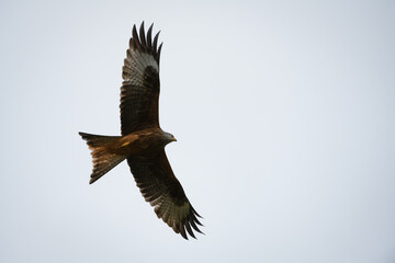 Closeup of a red kite flying high up in a blue sky with its wings wide open