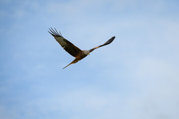Closeup of a red kite flying high up in a blue sky with its wings wide open