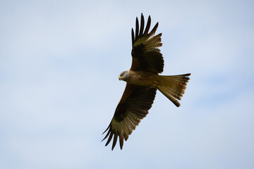 Closeup of a red kite flying high up in a blue sky with its wings wide open