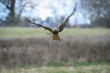 Closeup of a red kite flying above green grass with their wings wide open