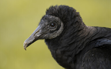 Macro headshot of a Black Vulture with a dark yellow background