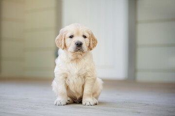 sweet puppy golden retriever. Cute dog at garden. Pet indoors