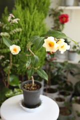 Obraz na płótnie Canvas yellow camellias