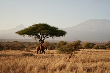 Fototapeta na wymiar Elephant under Acacia Tree in Nature