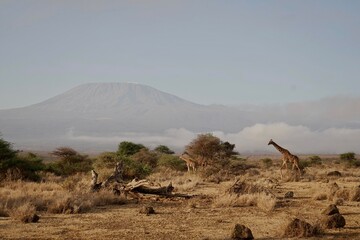 Giraffe in front of Kilimanjaro