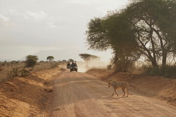 Lion crossing road