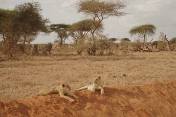 Lions in national park
