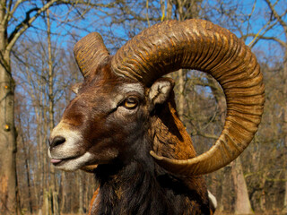 mouflon ram with large horns shows the tongue