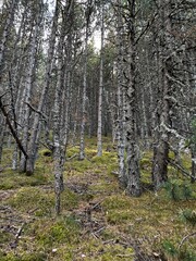 Obraz premium bosque