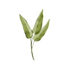 watercolor botanical clipart with branch