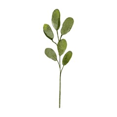 green plant isolated