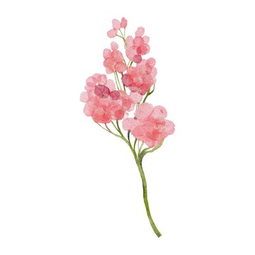 watercolor botanical clipart with pink flower
