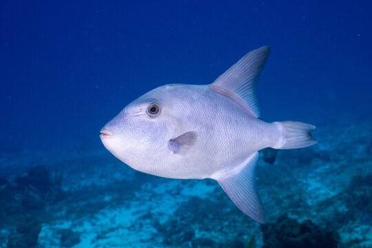 Oceanic triggerfish swimming in the ocean