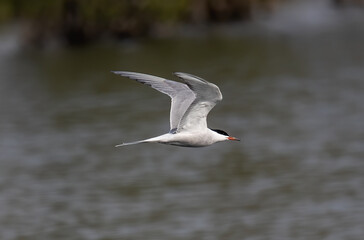 Fototapeta na wymiar Shallow focus shot of a flying seagull over water on a gray day