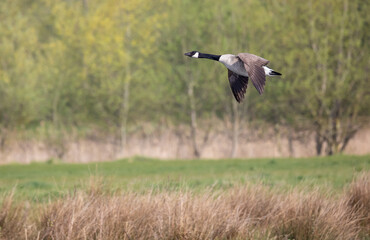 View of a flying Canadian Goose