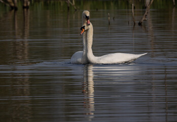 Fototapeta premium Two lovely swans on the lake