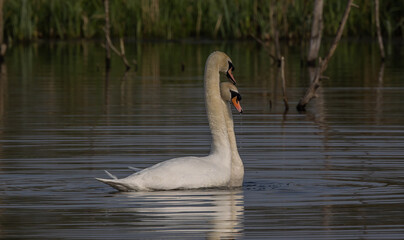 Two lovely swans on the lake