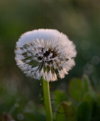 Selective focus shot of a white fluffy dandelion
