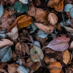 Leaves of trees in different times of the year - Laub von B&auml;umen in den Jahreszeiten