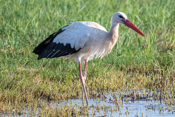 ciconia ciconia It is a common stork that lives in the Mediterranean Aiguamolls Emporda Girona Catalonia Spain