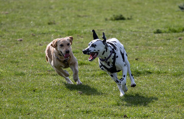 Labrador retriever and dalmatian running in the field