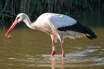 ciconia ciconia eating a crab that has just been extracted from the water of the Aiguamolls wetlands Emporda Girona Catalonia Spain