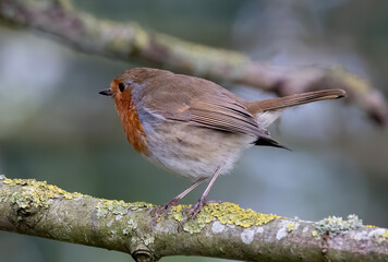 Selective focus shot of the European robin (Erithacus rubecula) perched on a branch