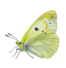 Sulphur  buterfly. Watercolor with transparent background. Generative AI