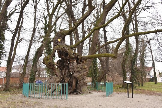 Naturdenkmal 1000-j&auml;hrige Linde im Schlosspark Pottendorf &Ouml;sterreich, 07.03.2023