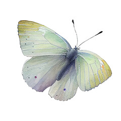 White  buterfly. Watercolor with transparent background. Generative AI