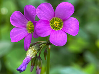 Pink oxalis latifolia  flowers in the garden 
