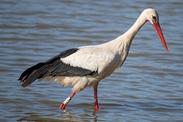 Fototapeta premium ciconia ciconia It is a common stork that lives in the Mediterranean Aiguamolls Emporda Girona Catalonia Spain