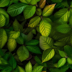 Leaves of trees in different times of the year - Laub von B&auml;umen in den Jahreszeiten