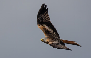 Low-angle shot of a fearless Red Kite bird flying high - searching for food